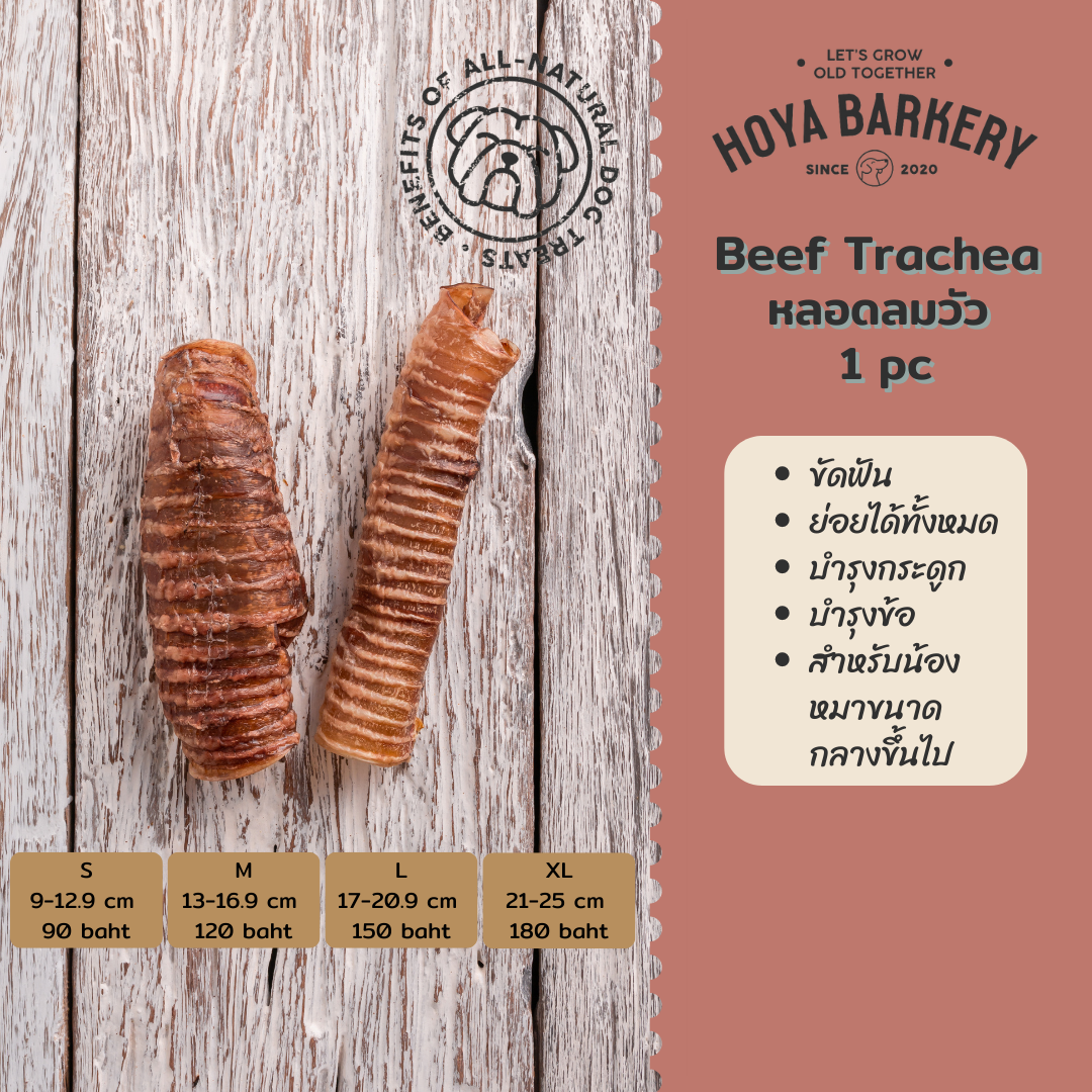 Trachea XL