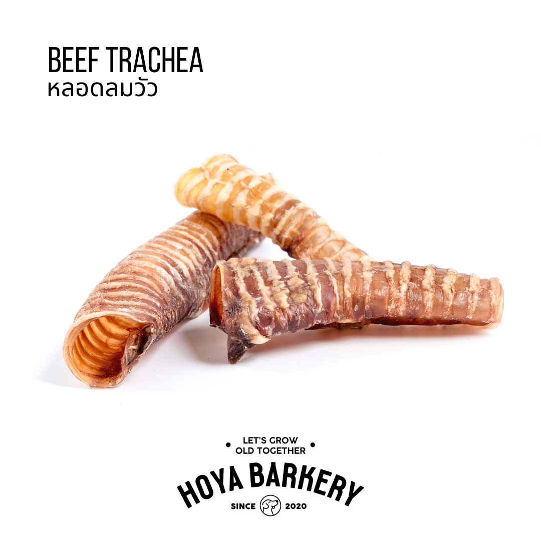 Trachea XL